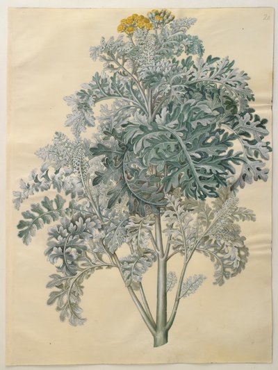 Senecio bicolor by Johannes Simon Holtzbecker